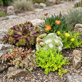 6x - Alpine mix - Ø7cm - ↕10-12cm