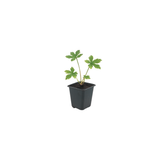12x Astrantia major - ↕10-25cm - Ø9cm