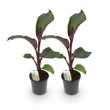 Green boutiQ - Fruitplant - Bananen plant - Ensete ventricosum Maurelli - Winterhard - 2 planten - Pot 17cm Hoogte 40cm