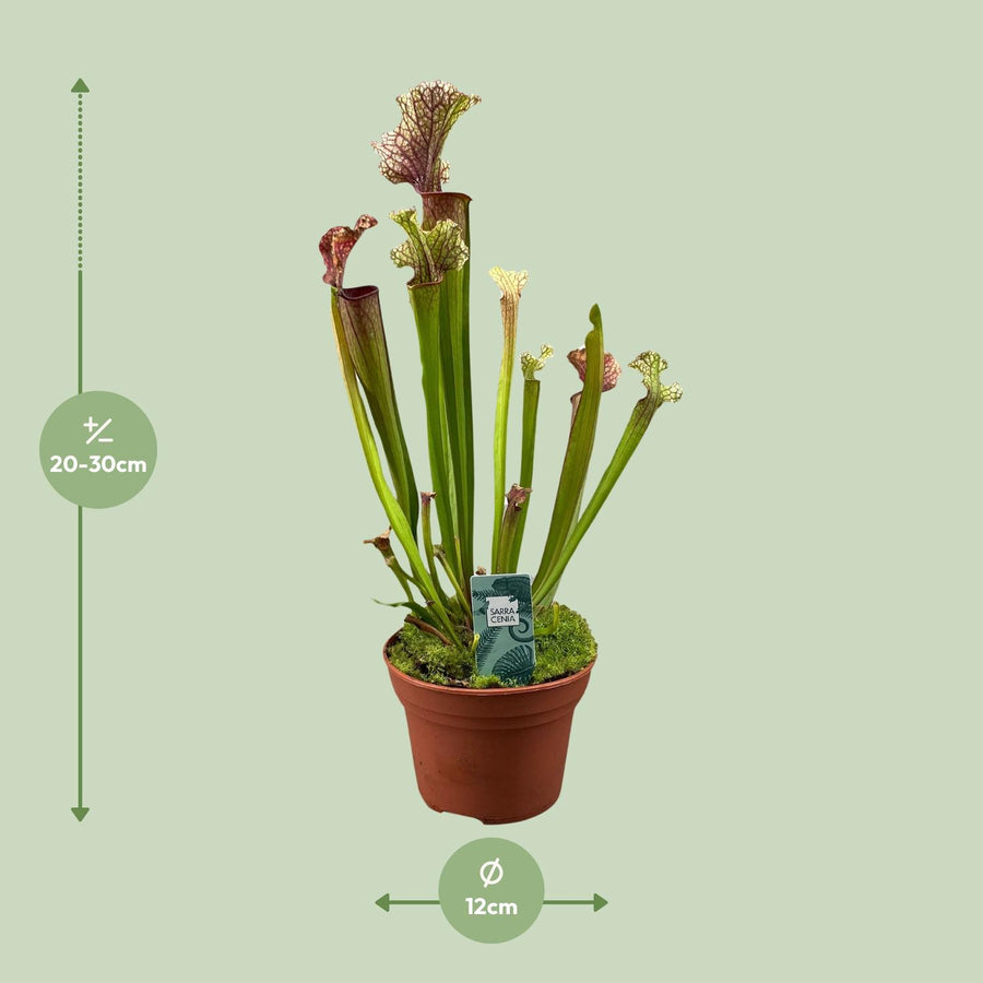 Sarracenia Judith Hindle – Pot Ø12 cm · 30 cm hoog (foto 2)