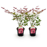 Green boutiQ - Terrasplant - Japanse Esdoorn - Acer palmatum Beni Maiko - Rood - 2 Planten - Bladverliezend - Pot 19cm Hoogte 70cm