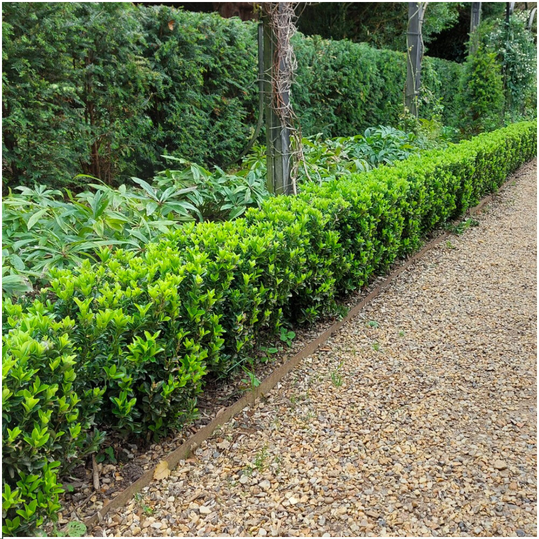 12x Euonymus 'Green Spire' 2x - 12 x Ø 7 cm - ↨ 15 cm