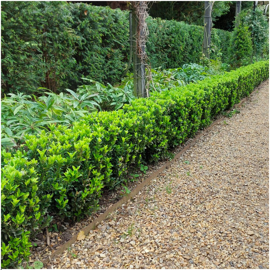 Euonymus 'Green Spire' — Kardinaalsmutshaag, 72 stuks, 15 cm
