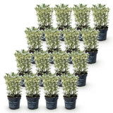 Green boutiQ - 16x Euonymus japonicus White Spire - Kardinaalsmuts - Haagplanten - Groenblijvend - Wit - Groen - Pot 9cm - Hoogte 20-30cm