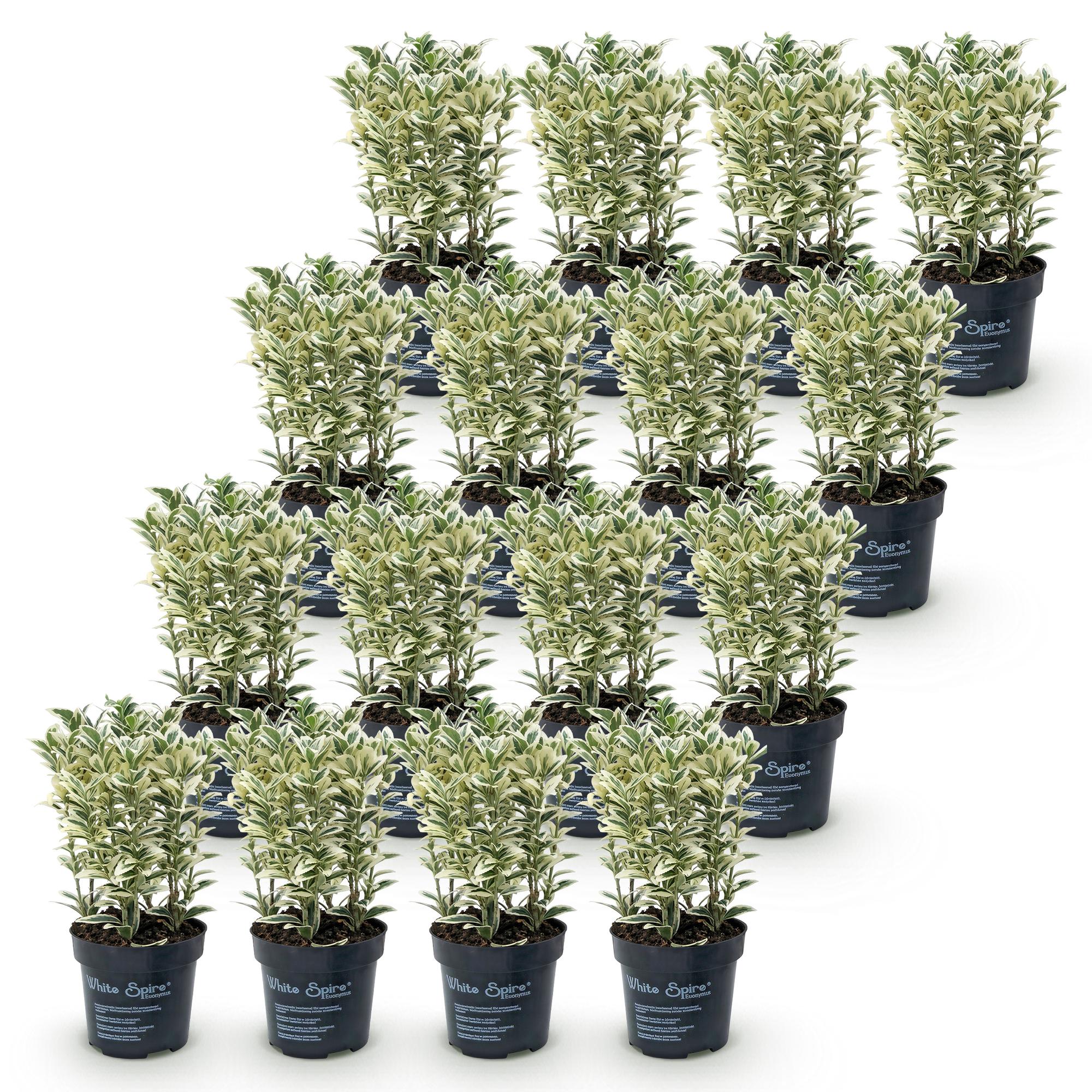 Green boutiQ - 16x Euonymus japonicus White Spire - Kardinaalsmuts - Haagplanten - Groenblijvend - Wit - Groen - Pot 9cm - Hoogte 20-30cm