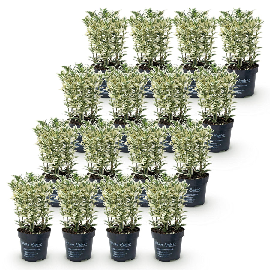 Euonymus japonicus White Spire — Kardinaalsmutshaag, 16 stuks, 20-30 cm