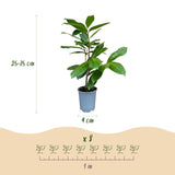 Green boutiQ - 24x Prunus laur. Rotundifolia - Laurierkers - Haagplanten - Groenblijvend - Groen - Pot 9cm - Hoogte 25-35cm