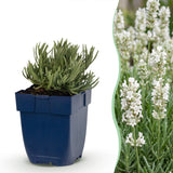 Green boutiQ - Vasteplant - Lavandula ang. Hidcote - Lavendel - Geurend - Paars - 6 Planten - Pot 11cm - Hoogte 15-25cm