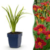 Green boutiQ - Vasteplant - Hemerocallis Autumn Red - Daglelie - Bijen en Vlinderlokkers - Rood - 12 Planten - Pot 11cm - Hoogte 15-25cm