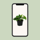 Philodendron Scandens - Ø12cm - ↕20cm