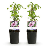 Green boutiQ - Klimplant - Clematis Pink Fantasy - Bloem Roze - Weinig onderhoud -2 planten -Pot 11cm Hoogte 40cm