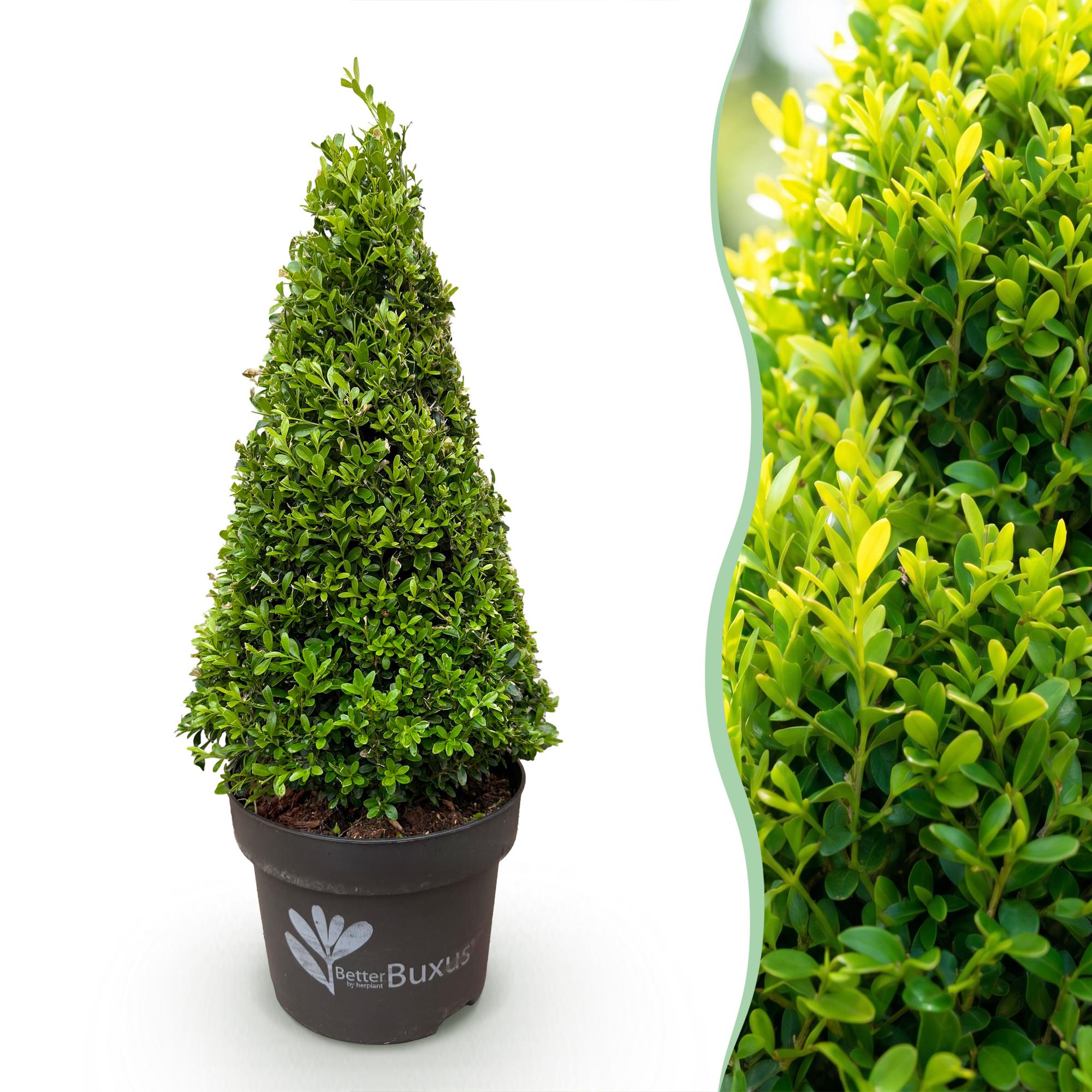 Green boutiQ - Buxus Pyramide - BetterBuxus Skylight - Resistant tegen de Buxus Schimmel - 1 Plant - Pot 23cm Hoogte 60-70cm