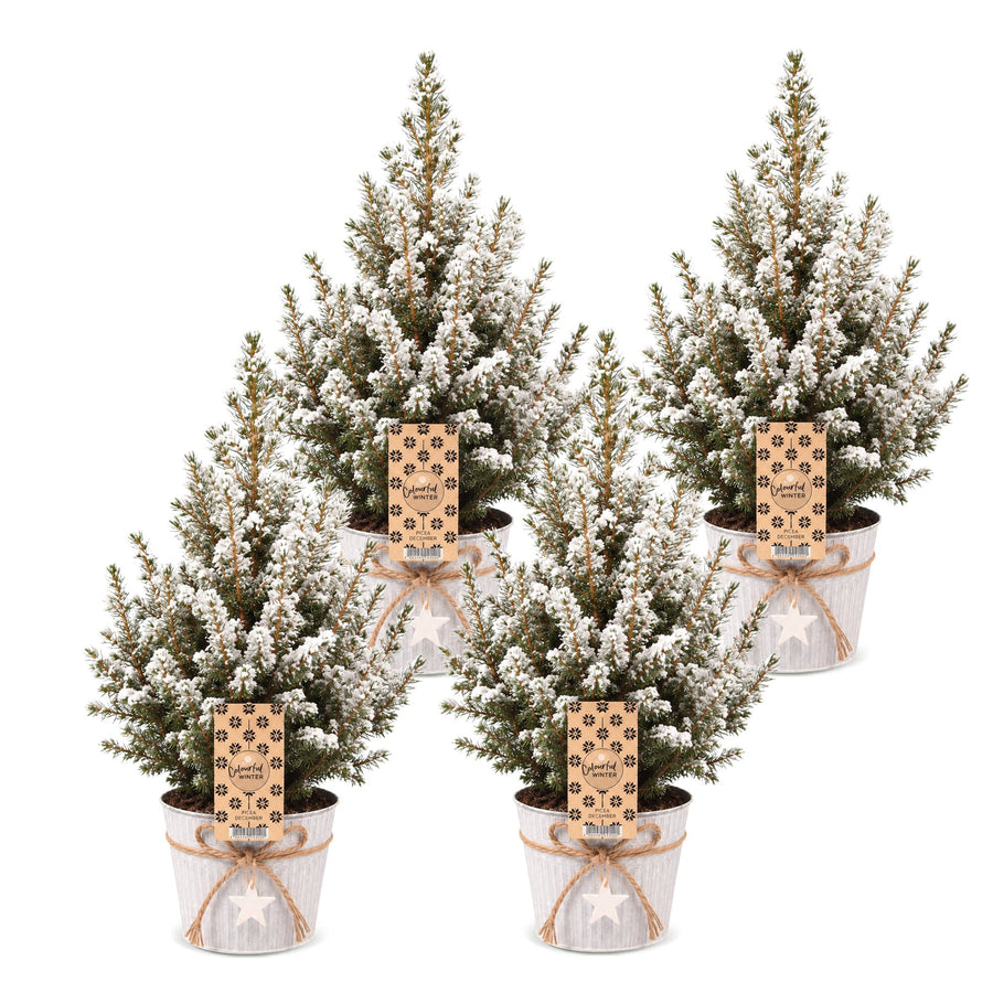 Set van 4 – Pot Ø17 cm · 65 cm hoog · Kegelspar kerstboom besneeuwd · met zinken pot (foto 2)