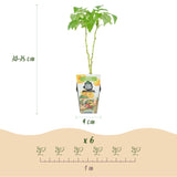 Green boutiQ - Fruitplanten - Framboos - Rubus idaeus Fallgold - Winterhard - 6 Planten - Pot 9 cm - Gele Framboos