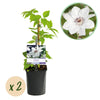 Green boutiQ - Klimplant - Clematis Miss bateman - Bloem Wit - Weinig onderhoud -2 planten -Pot 11cm Hoogte 40cm