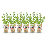 Green boutiQ - Fruitplanten - Kruisbes - Ribes uva-crispa Hinnonmaki Rod - Winterhard - 6 Planten - Pot 9 cm - Rode Bes