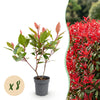 Green boutiQ - 8x Photinia fraseri Little Red Robin - Glansmispel - Haagplanten - Groenblijvend - Rood - Pot 9cm - Hoogte 25-35cm