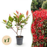 Green boutiQ - 8x Photinia fraseri Little Red Robin - Glansmispel - Haagplanten - Groenblijvend - Rood - Pot 9cm - Hoogte 25-35cm