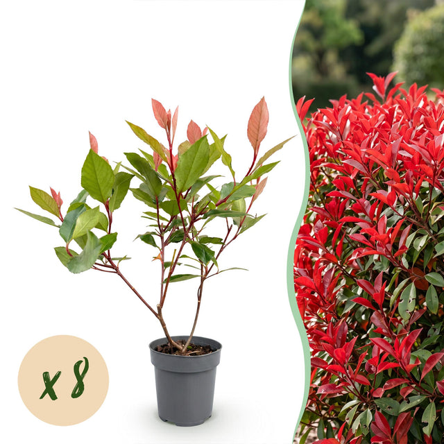 Photinia fraseri Little Red Robin — Glansmispelhaag, 8 stuks, 25-35 cm
