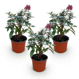 Green boutiQ - Tuinplant - Buddleja davidii Butterfly Candy Little Ruby - Vlinderstruik - Compact - Rood - 3 Planten - Pot 12cm - Hoogte 20-25cm