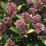 Green boutiQ - Terrasplant - Skimmia japonica Rubella - Bloem Rood - 40+ Bloemen - 2 Plant - Winterhard - Pot 19cm Hoogte 60cm