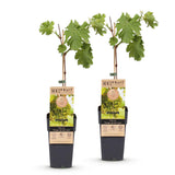 Green boutiQ - Fruitplant - Vitis vinifera Vroege van der Laan - Druivenplant - Winterhard - Witte Druif - 2 Planten - Pot 15cm - Hoogte 50cm
