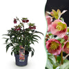 Green boutiQ - Tuinplant - Lenten Rose - Helleborus Dacaya - Roze Bloem - Groenblijvend - Pot 19cm Hoogte 50cm