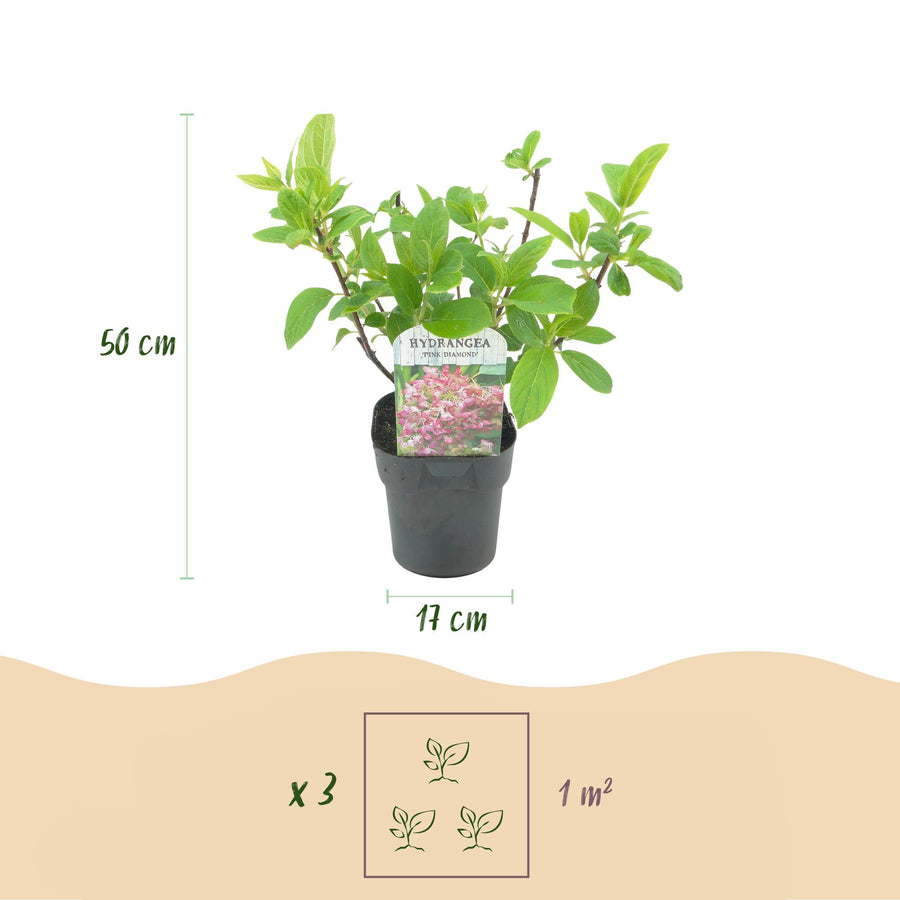 Hydrangea paniculata Pink Diamond – 3 planten · 50 cm hoog (foto 3)