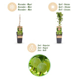 Green boutiQ - Fruitplant - Ribes uva-crispa Hinnonmäki Grün - Kruisbes - Winterhard - Groene Bes - 2 Planten - Pot 15cm - Hoogte 50cm