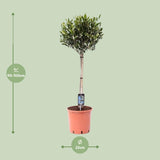 Olea Olijf - Ø22cm - ↕100cm
