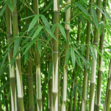 Green boutiQ - Grassen - Fargesia robusta Pingwu - Niet Woekerende Bamboe - Bladhoudend - Groen - 1 Plant - Pot 23 cm - Hoogte 80 cm