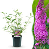 Green boutiQ - Tuinplant - Buddleja davidii Pink Delight - Vlinderstruik - Winterhard - Roze - 1 Plant - Pot 17cm - Hoogte 45cm
