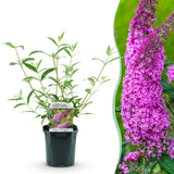Green boutiQ - Tuinplant - Buddleja davidii Pink Delight - Vlinderstruik - Winterhard - Roze - 1 Plant - Pot 17cm - Hoogte 45cm