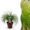 Green boutiQ - Siergrassen - Stipa tenuifolia Pony Tails - Groen - 1 Plant - Groenblijvend - Winterhard - Pot 17cm Hoogte 50cm