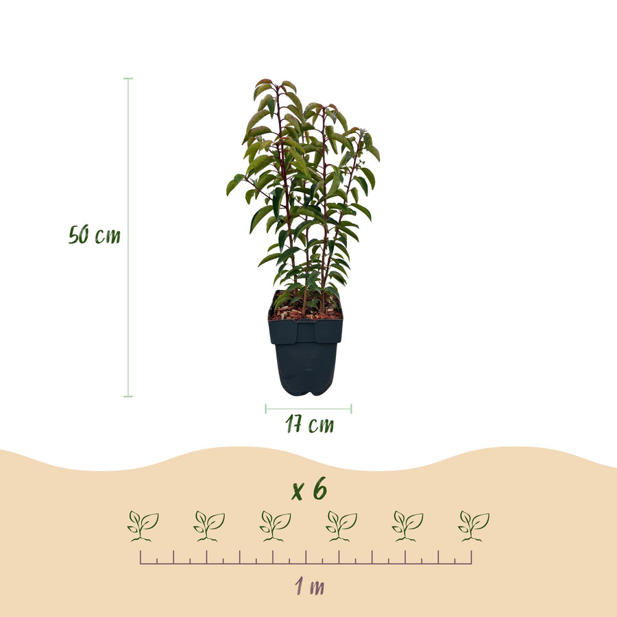 Prunus lusitanica Angustifolia — Portugese laurierhaag, 6 planten (1 strekkende meter), 50 cm