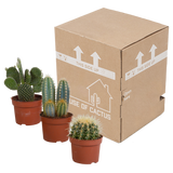 Cactus mix 10.5 cm - 3x - zonder pot
