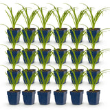 Green boutiQ - Vasteplant - Hemerocallis Arctic Snow - Daglelie - Bijen en Vlinderlokkers - Creme - 24 Planten - Pot 11cm - Hoogte 15-25cm