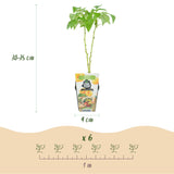 Green boutiQ - Fruitplanten - Tricolour - Rode Bes - Gele Framboos - Zwarte Braam- Winterhard - 3 Planten - Pot9cm
