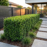 Green boutiQ - 40x Buxus sempervirens - Palmboompje - Haagplanten - Groenblijvend - Groen - Pot 9cm - Hoogte 20-25cm