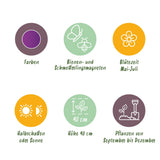 Green boutiQ - Bloembollen - Allium Purple Rain - Kleur Paars - 40 stuks - Bolmaat 10/12