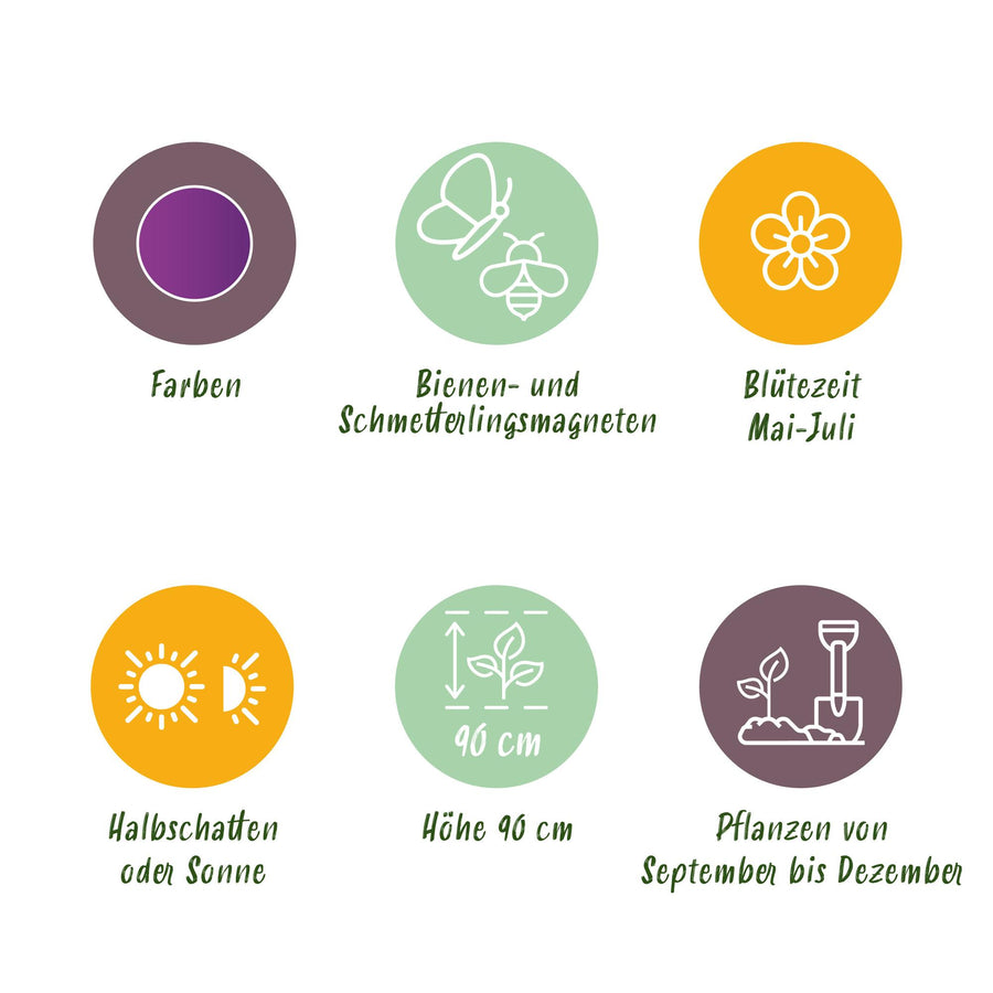 Alliumbollen Purple Rain — paars, 40 stuks (bolmaat 10/12)
