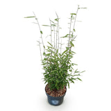 Green boutiQ - Grassen - Fargesia nitida Black Dragon - Niet Woekerende Bamboe - Bladhoudend - Groen - 1 Plant - Pot 23 cm - Hoogte 80 cm
