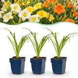 Green boutiQ - Vasteplant - Hemerocallis Tricolour - Daglelie - Bijen- en vlinderlokkers - Creme - Geel - Rood - 24 Planten - Pot 11cm - Hoogte 15-25cm