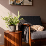 Green boutiQ - Kamerplant - Pteris cretica Albolineata - Lintvaren - Huisdiervriendelijke Plant - Groen - 1 Plant - Pot 12cm - Hoogte 20cm