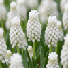 100x Muscari White Magic - Witte druifhyacint - Wit - Verwilderingsbol - Bolmaat 6/7