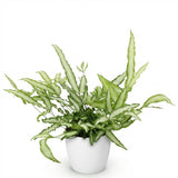 Green boutiQ - Kamerplant - Pteris cretica Albolineata - Lintvaren - Huisdiervriendelijke Plant - Groen - 1 Plant - met Potter Wit - Pot 12cm - Hoogte 20cm