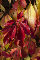 Parthenocissus henryana - Chinese Wilde Wingerd - Ø15cm - ↕65cm