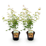 Green boutiQ - Terrasplant - Japanse Esdoorn - Acer palmatum Katsura - Oranje - 2 Planten - Bladverliezend - Pot 19cm Hoogte 70cm