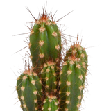 Cactus en vetplanten mix 5.5 cm | 15 stuks - in Mexicaanse pot