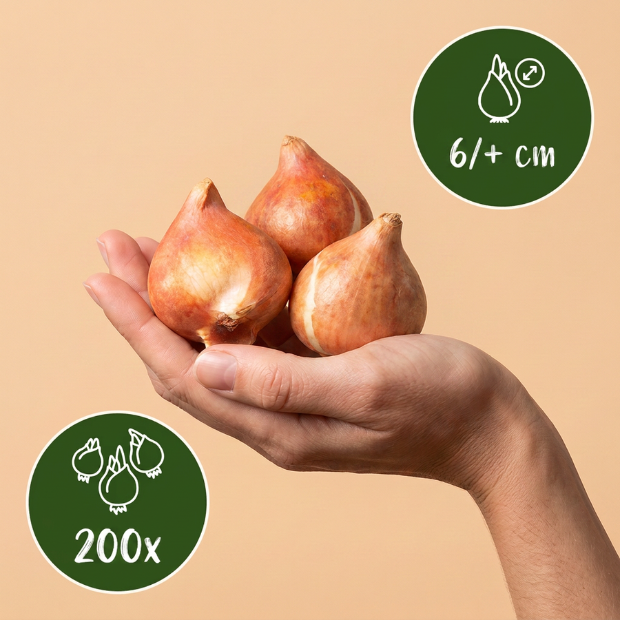 Tulpenbollen Klein Schoon — roze, 200 stuks (bolmaat 6/+)